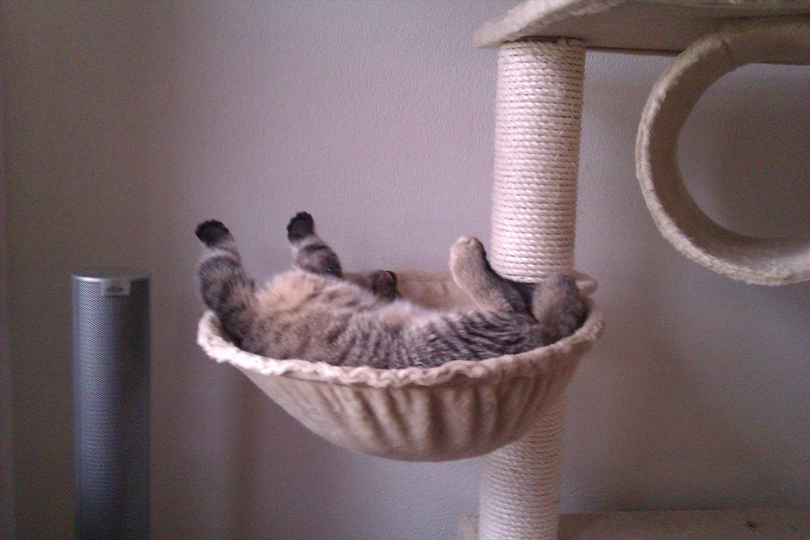 Blanding af racer Asti billede 8