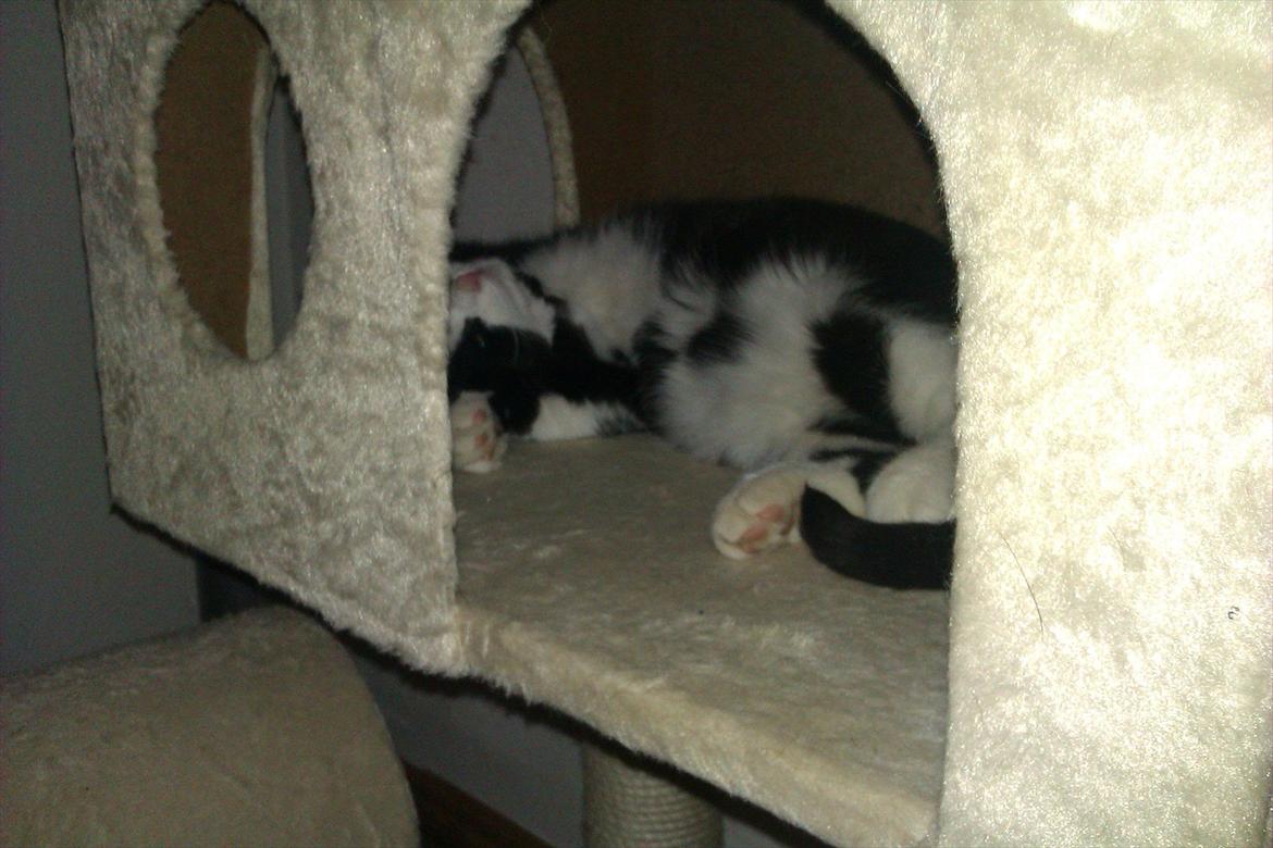 Blanding af racer Malibu billede 8