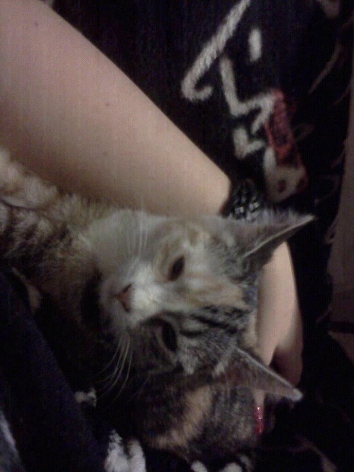 Blanding af racer CocoBine billede 2