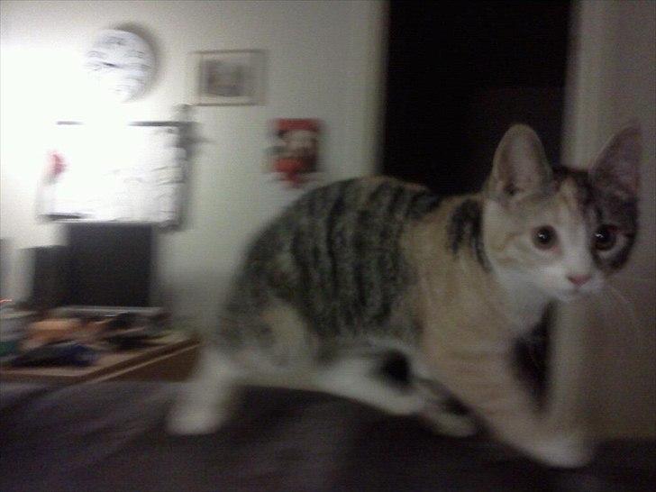 Blanding af racer CocoBine billede 3