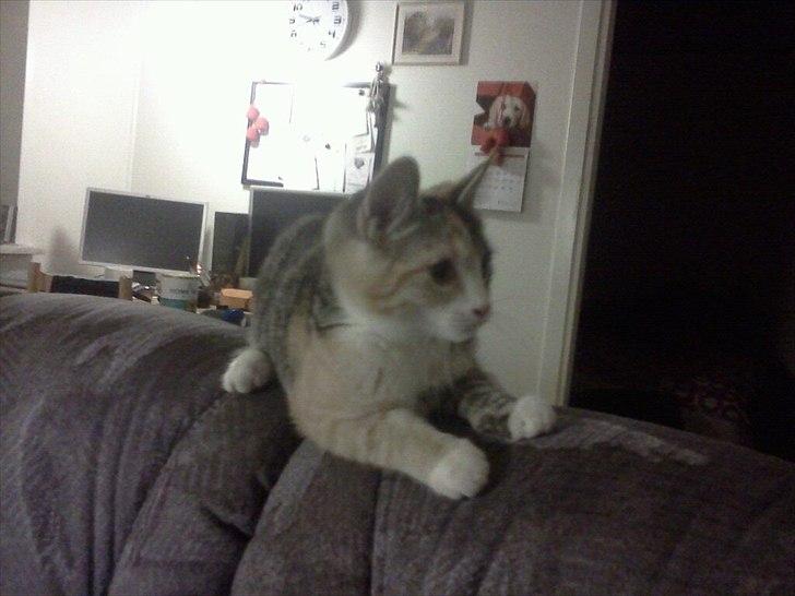 Blanding af racer CocoBine billede 4