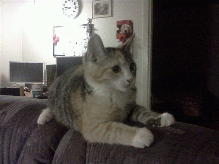 Blanding af racer CocoBine billede 6