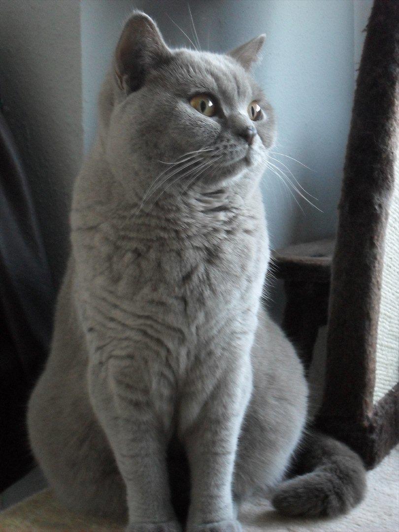 British Shorthair Wilfrida billede 1