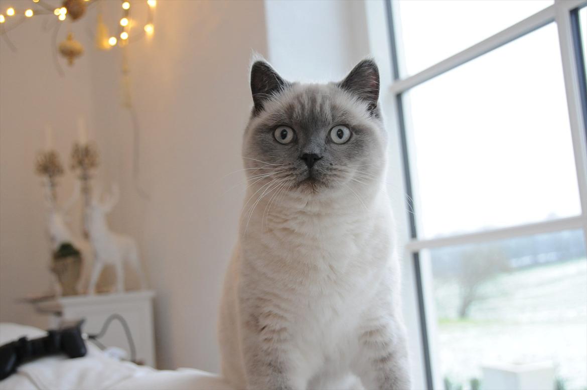 British Shorthair Figi's Bell billede 17