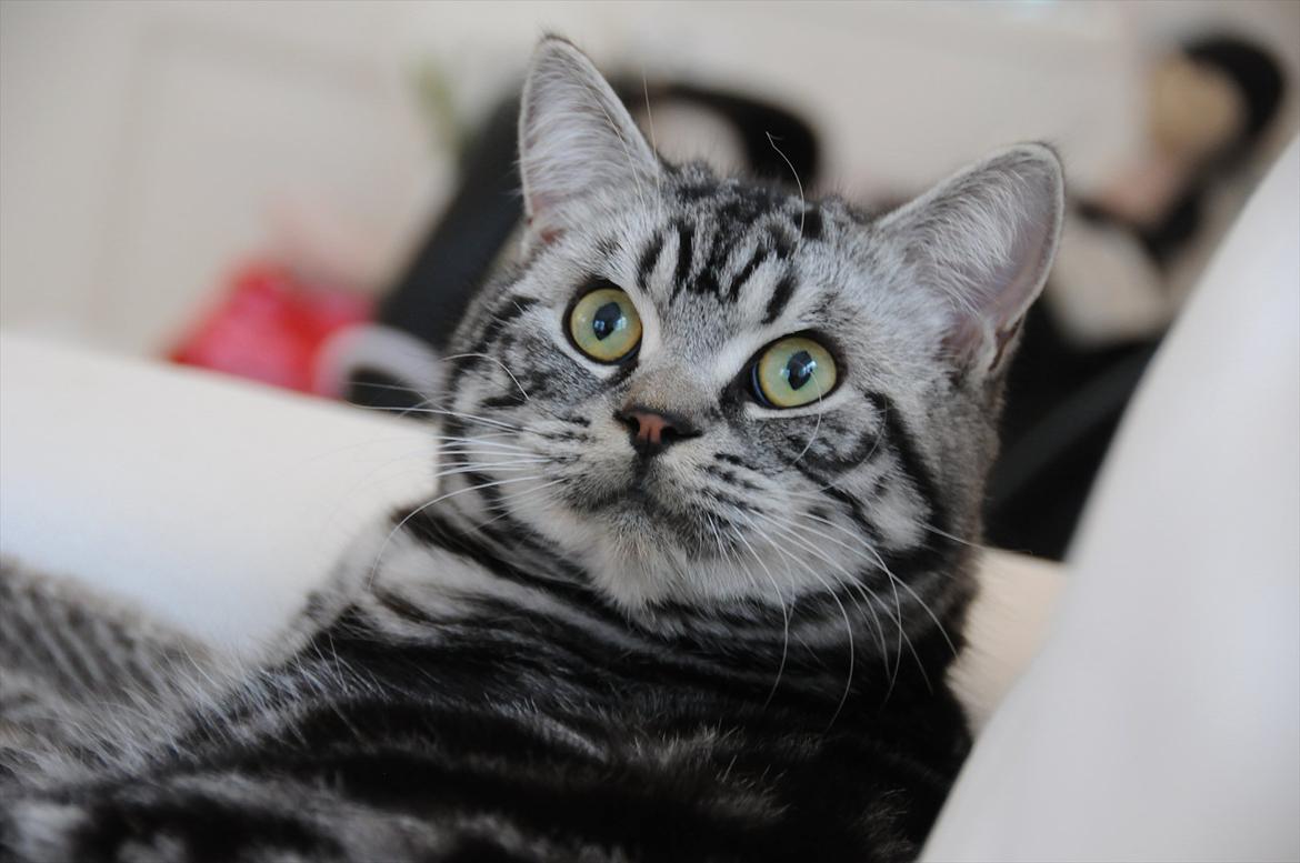 British Shorthair Ditte Marie's Dejlige Aslan billede 17