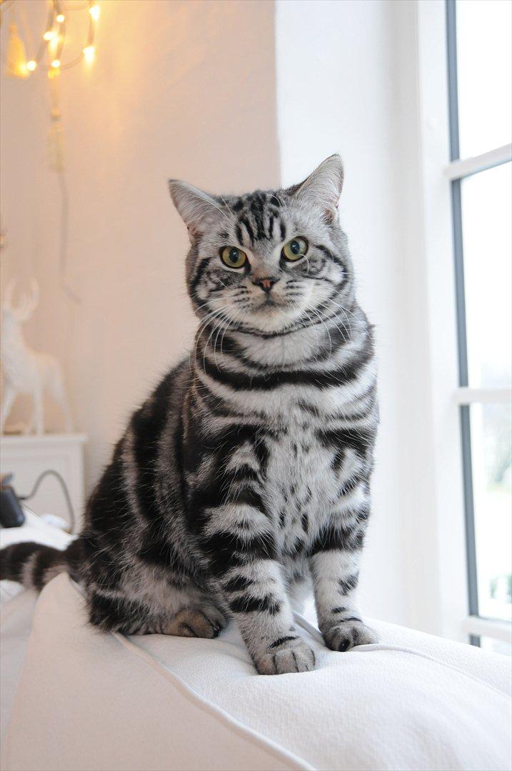 British Shorthair Ditte Marie's Dejlige Aslan billede 18