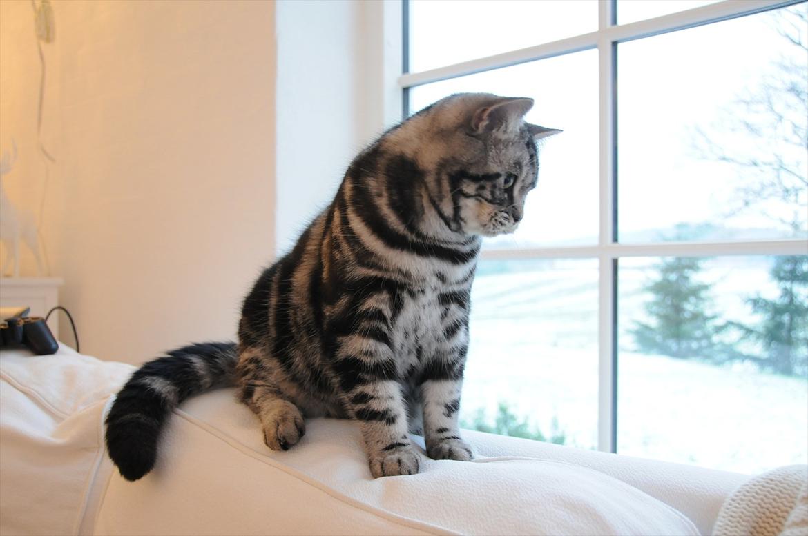 British Shorthair Ditte Marie's Dejlige Aslan billede 19