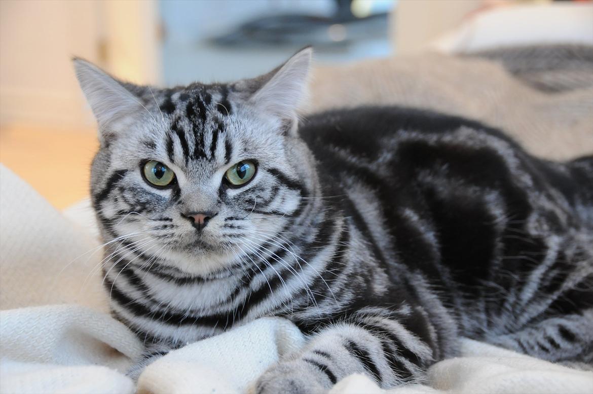 British Shorthair Ditte Marie's Dejlige Aslan billede 1