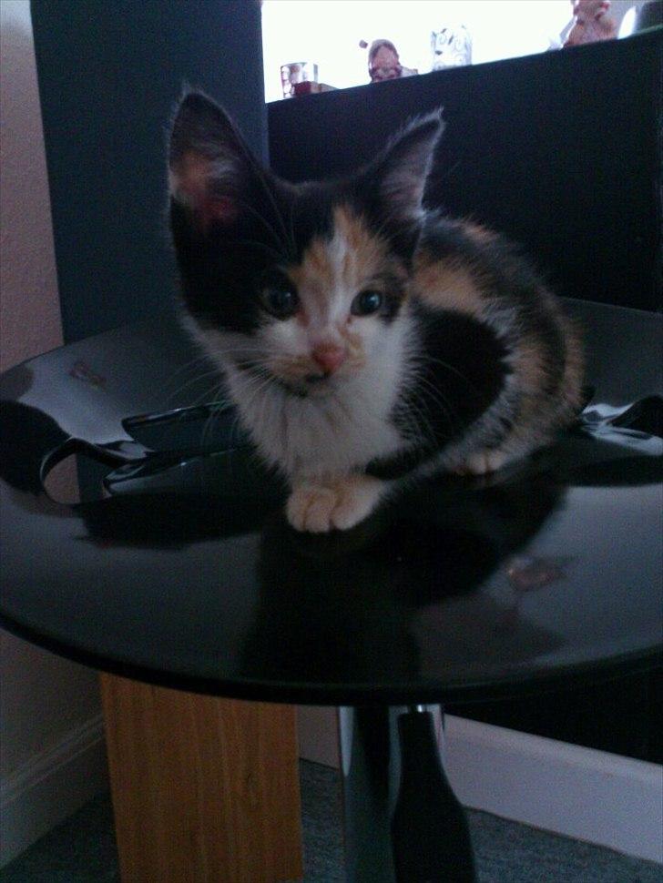 Huskat pocahontas billede 1