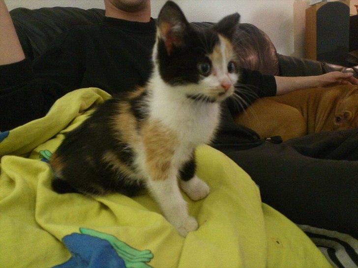 Huskat pocahontas billede 2