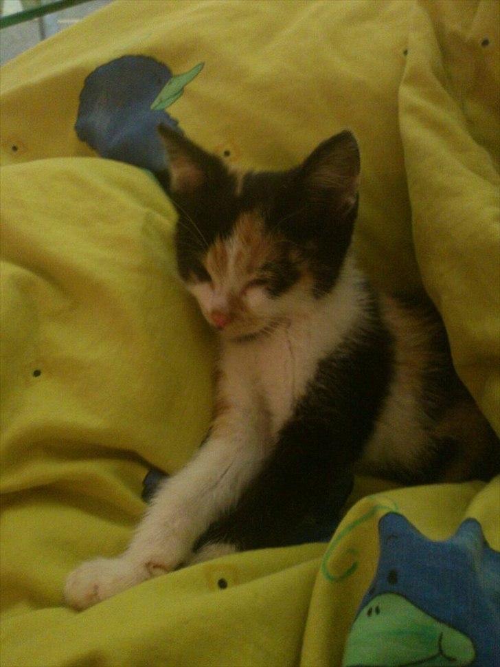 Huskat pocahontas billede 3