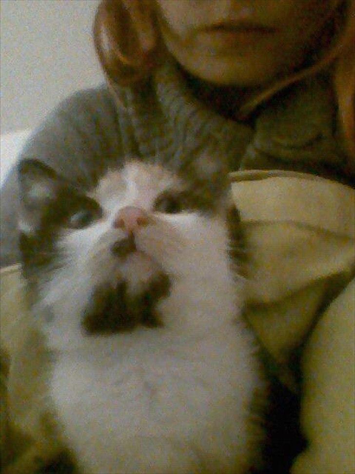 Huskat pocahontas billede 4