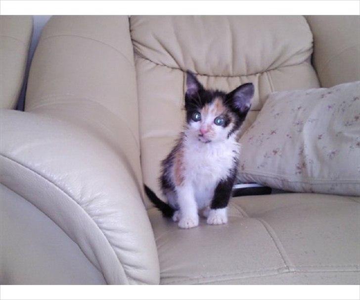 Huskat pocahontas billede 5