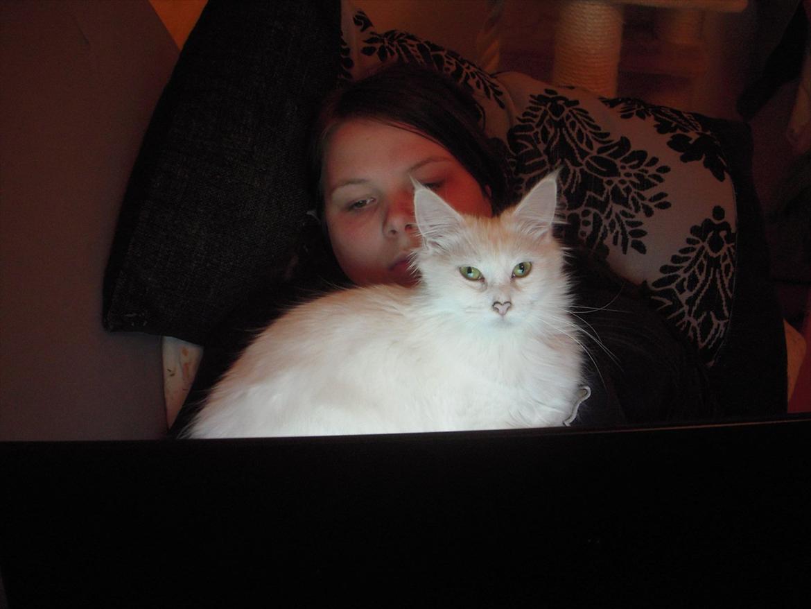 Maine Coon Duchess - Vi ligger lige og ser film :D billede 1