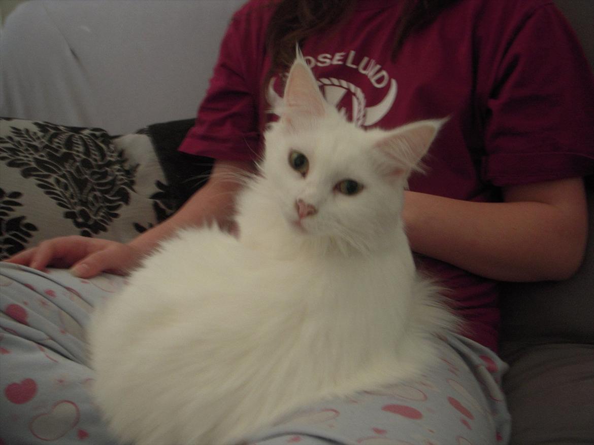 Maine Coon Duchess billede 2