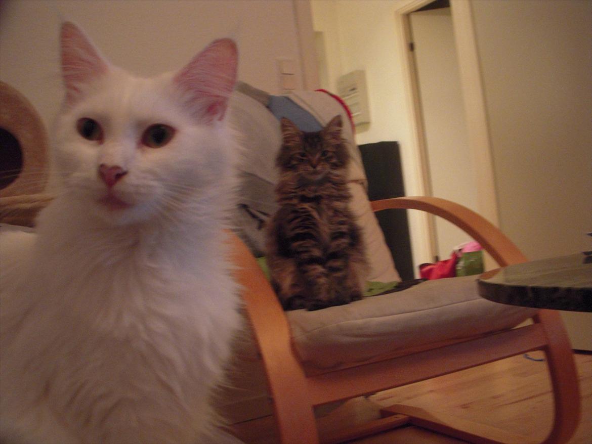 Maine Coon Duchess billede 3