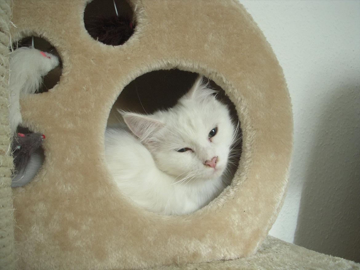 Maine Coon Duchess - Ligger lige og hygger i min hule :D billede 4