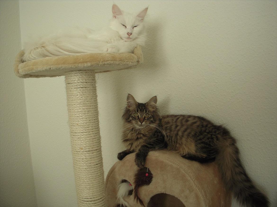 Maine Coon Duchess - Ligger på sin ynglings plads i stuen (: billede 5