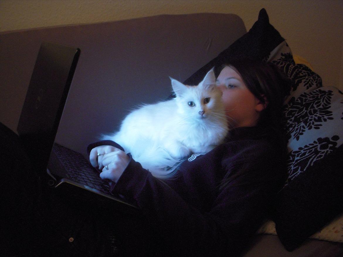 Maine Coon Duchess - Elsker at ligge og se film.  billede 6