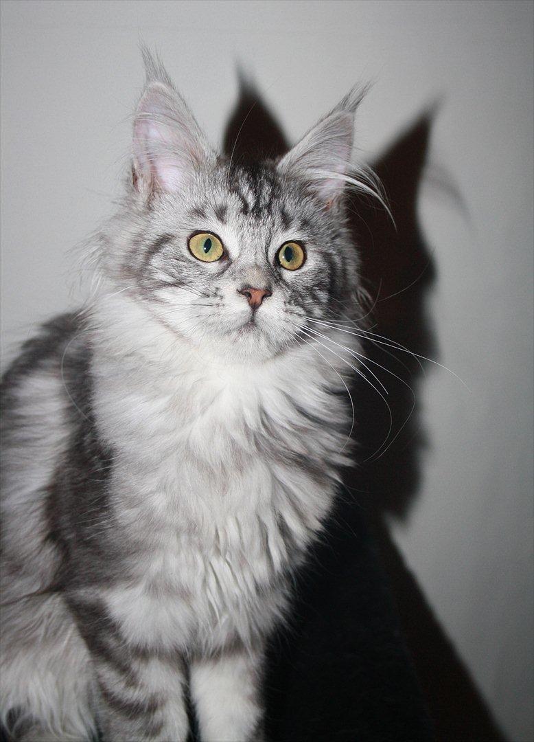 Maine Coon Sunways Madam Mim 7/8 billede 27