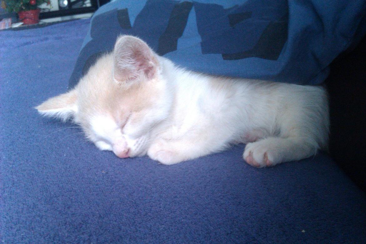 Huskat Maggie - Det er så hyggeligt at putte under dynen billede 7