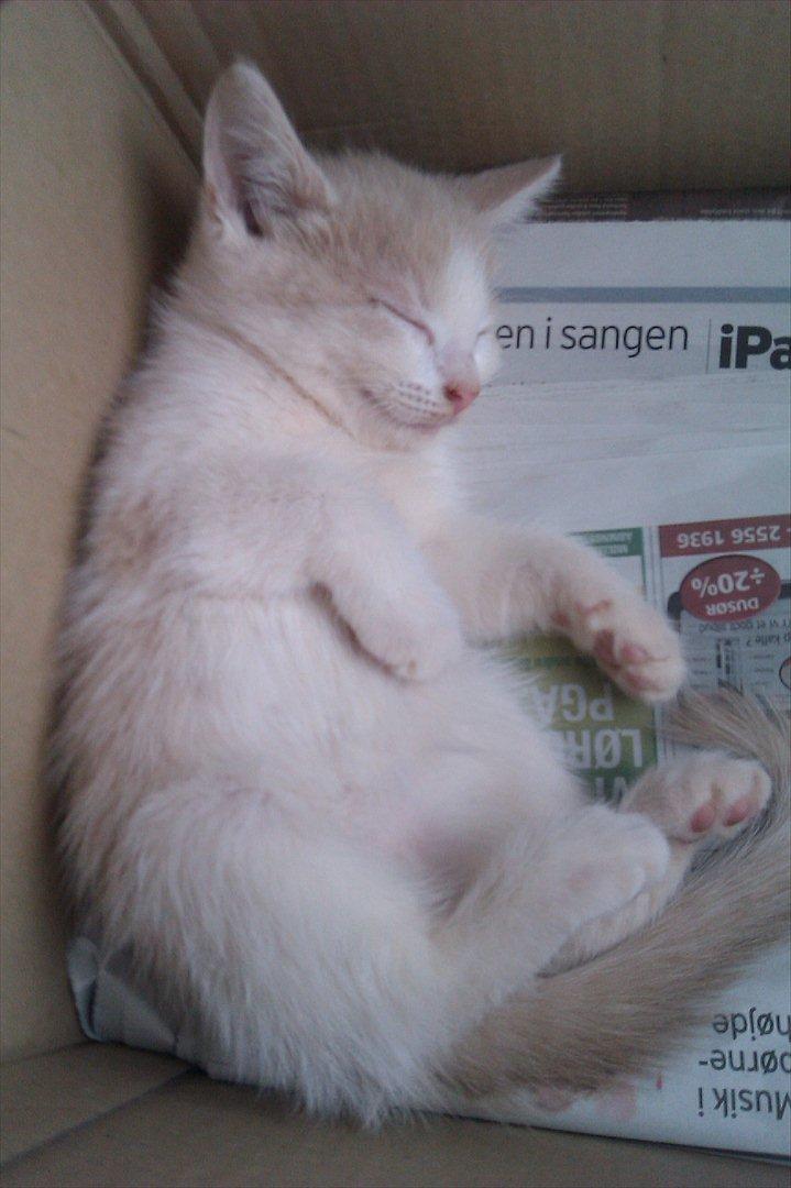 Huskat Maggie - Da jeg hentede hende sov hun det meste af vejen billede 8