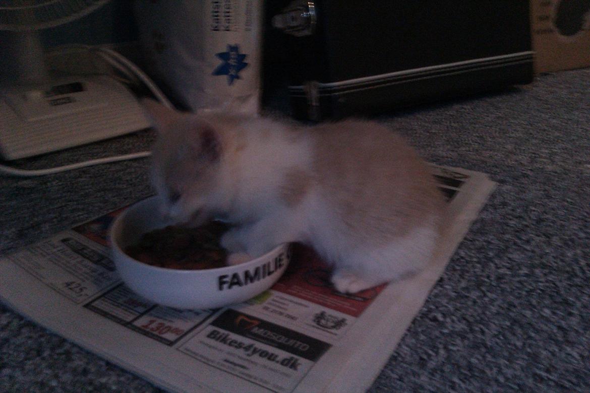 Huskat Maggie - Forpoterne i foderet :b billede 9