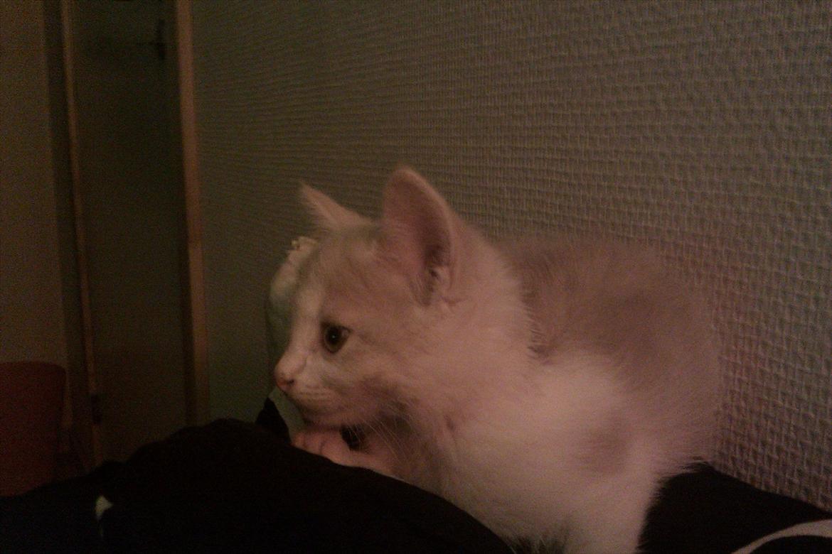 Huskat Maggie - Så bliver der set tv :) billede 10