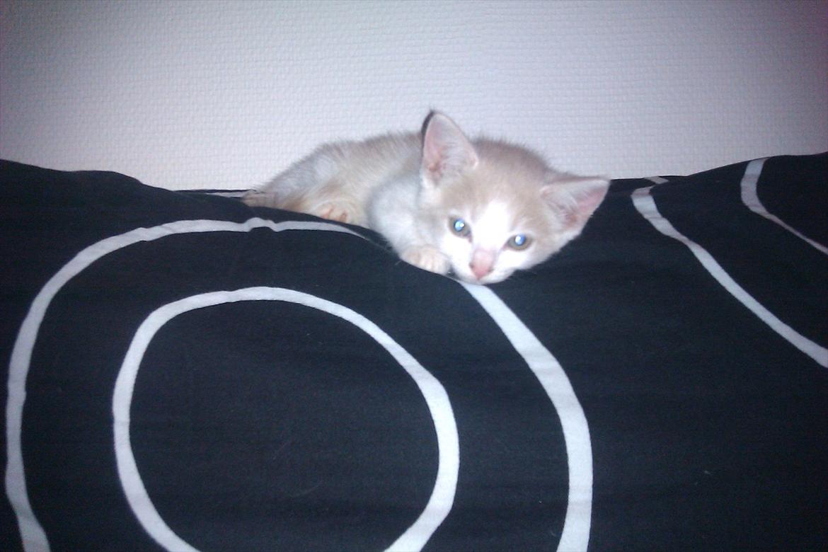 Huskat Maggie billede 11