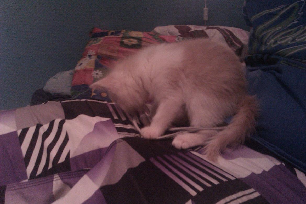 Huskat Maggie - Så bliver der leget billede 12