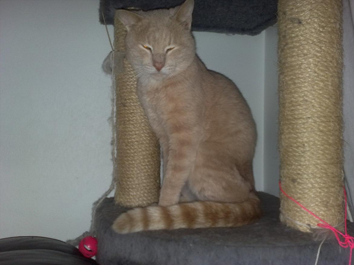 Huskat Bumle billede 1