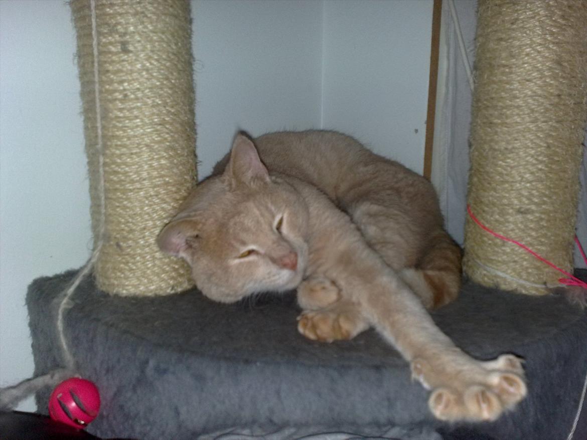 Huskat Bumle billede 2