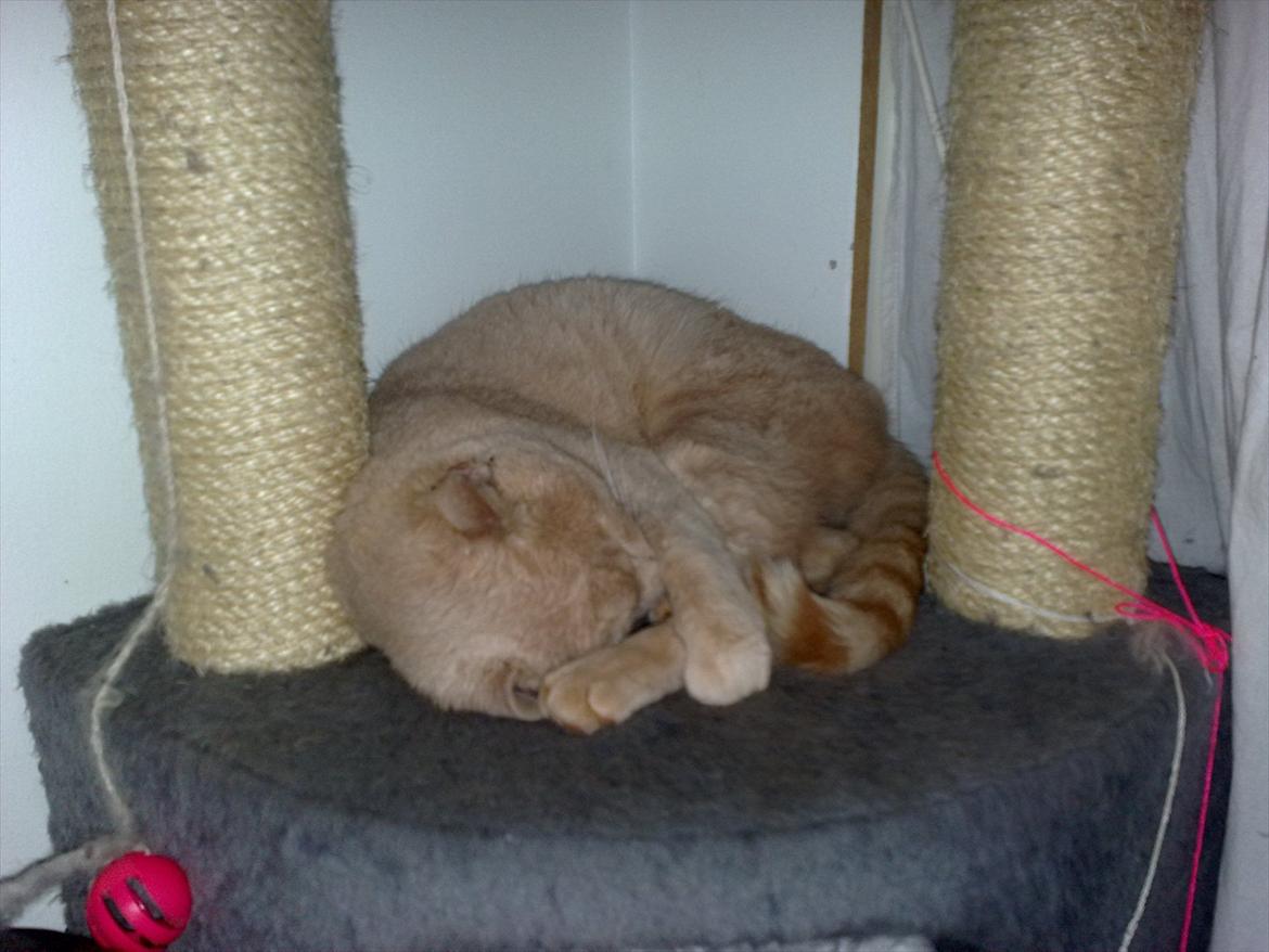 Huskat Bumle billede 3