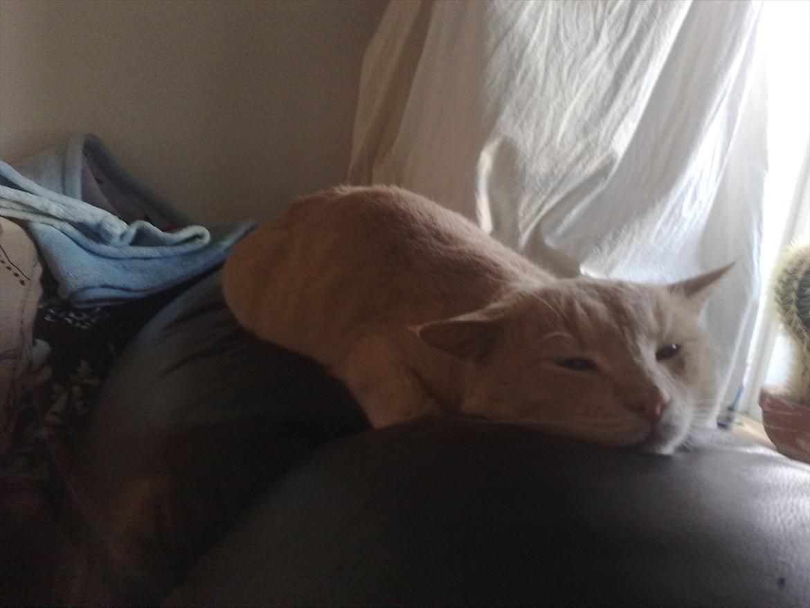 Huskat Bumle billede 4