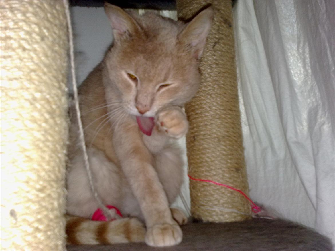 Huskat Bumle billede 5