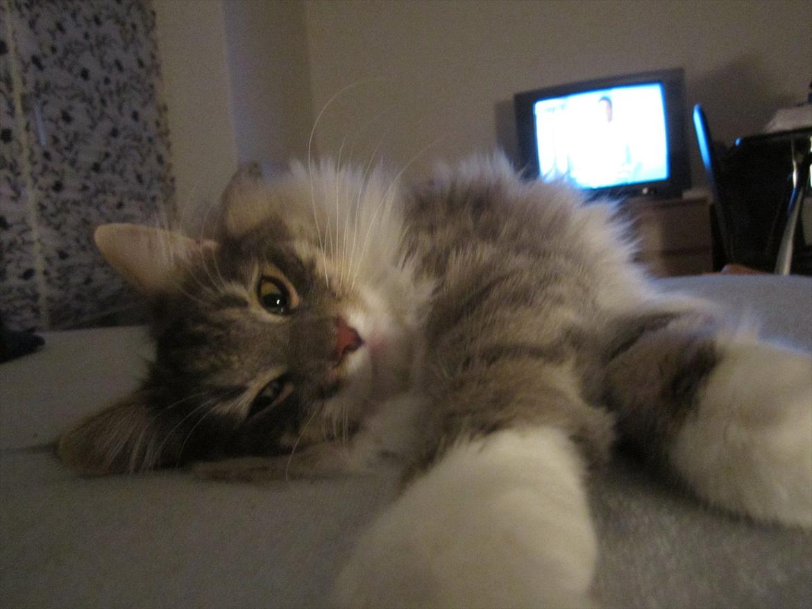 Norsk Skovkat Mr. twitches billede 11