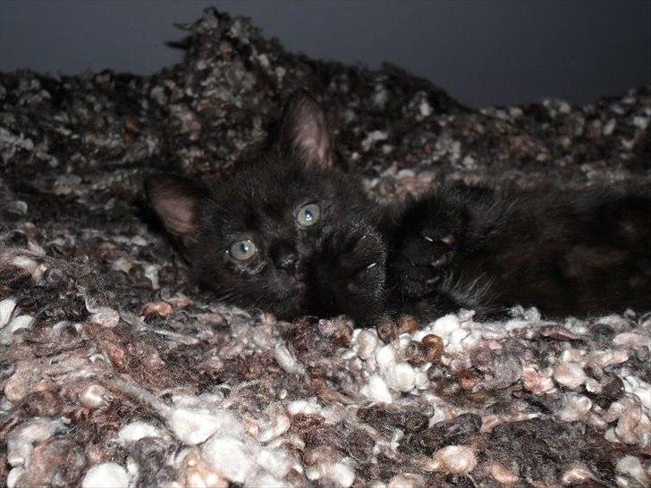 Blanding af racer Irma - Lille irma kun 6 uger gammel <3 billede 2