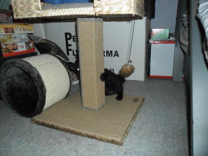 Blanding af racer Irma billede 3