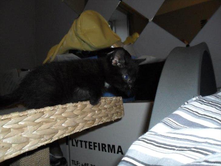 Blanding af racer Irma billede 4