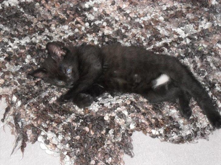 Blanding af racer Irma billede 5