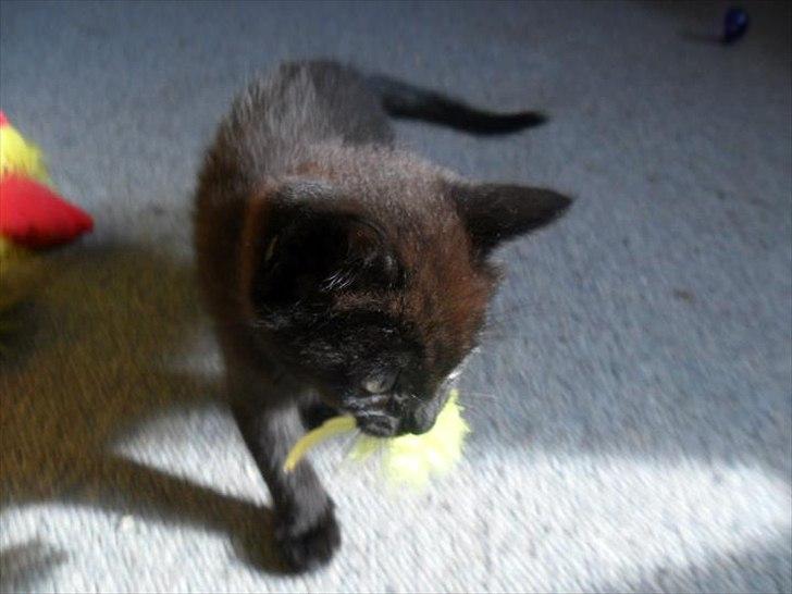 Blanding af racer Irma billede 6