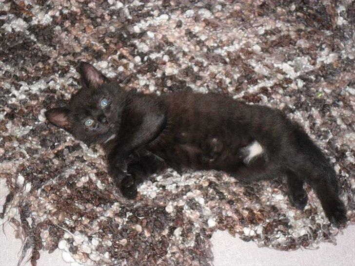 Blanding af racer Irma billede 7