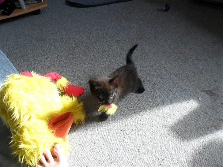 Blanding af racer Irma billede 8