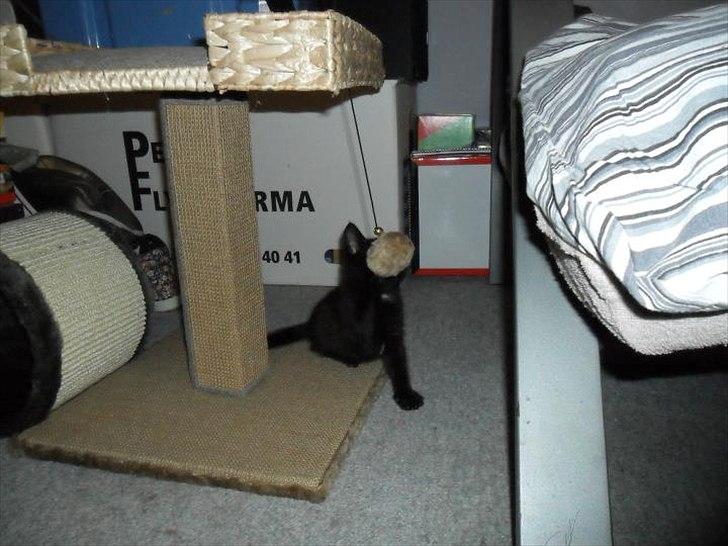 Blanding af racer Irma billede 9