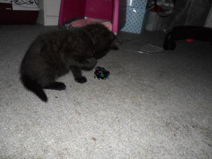 Blanding af racer Irma billede 10