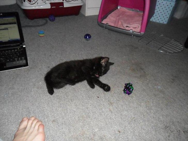 Blanding af racer Irma billede 11