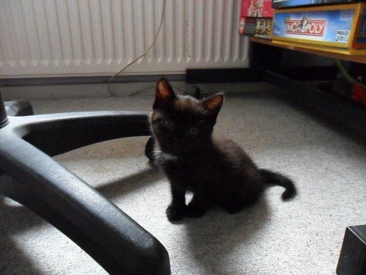 Blanding af racer Irma billede 12