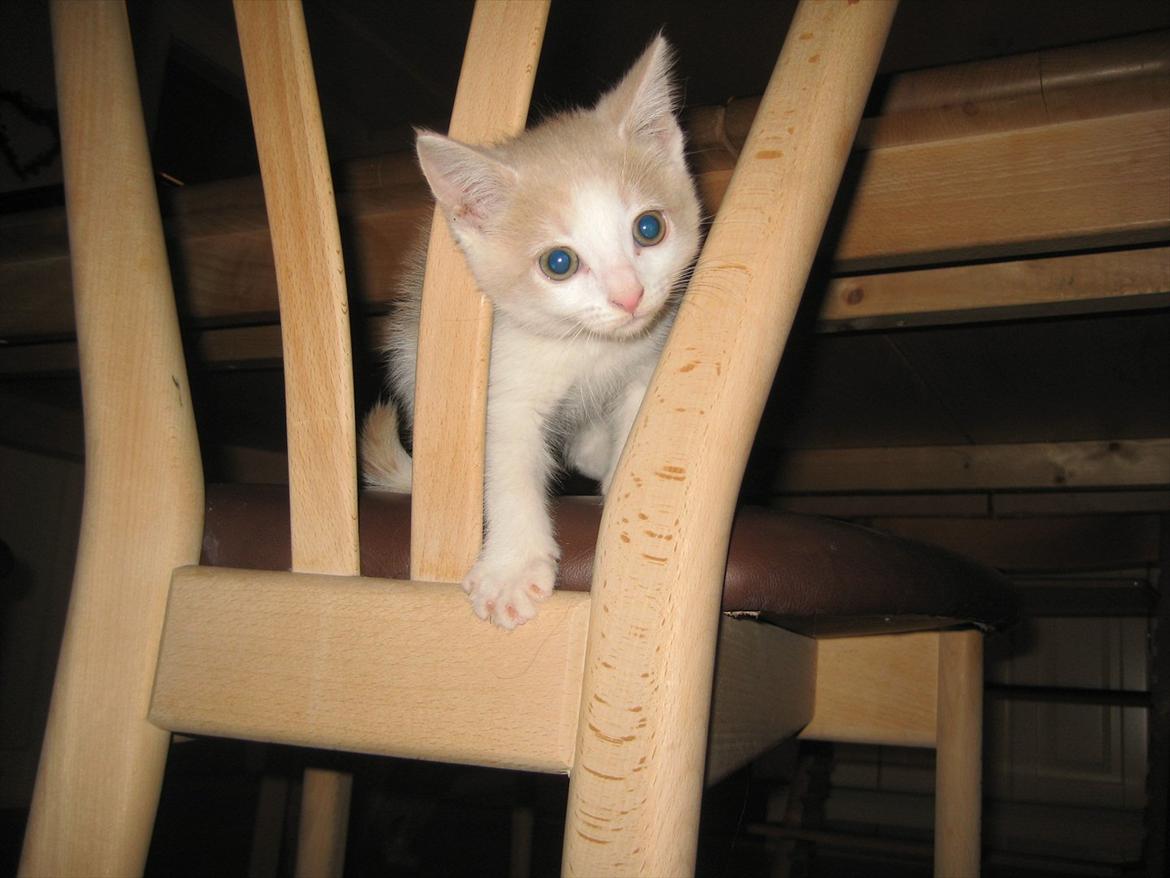 Huskat Maggie billede 5