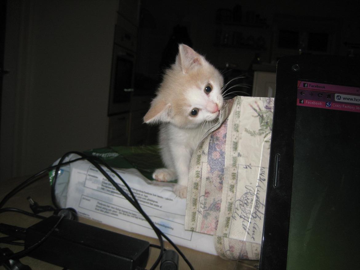 Huskat Maggie billede 6