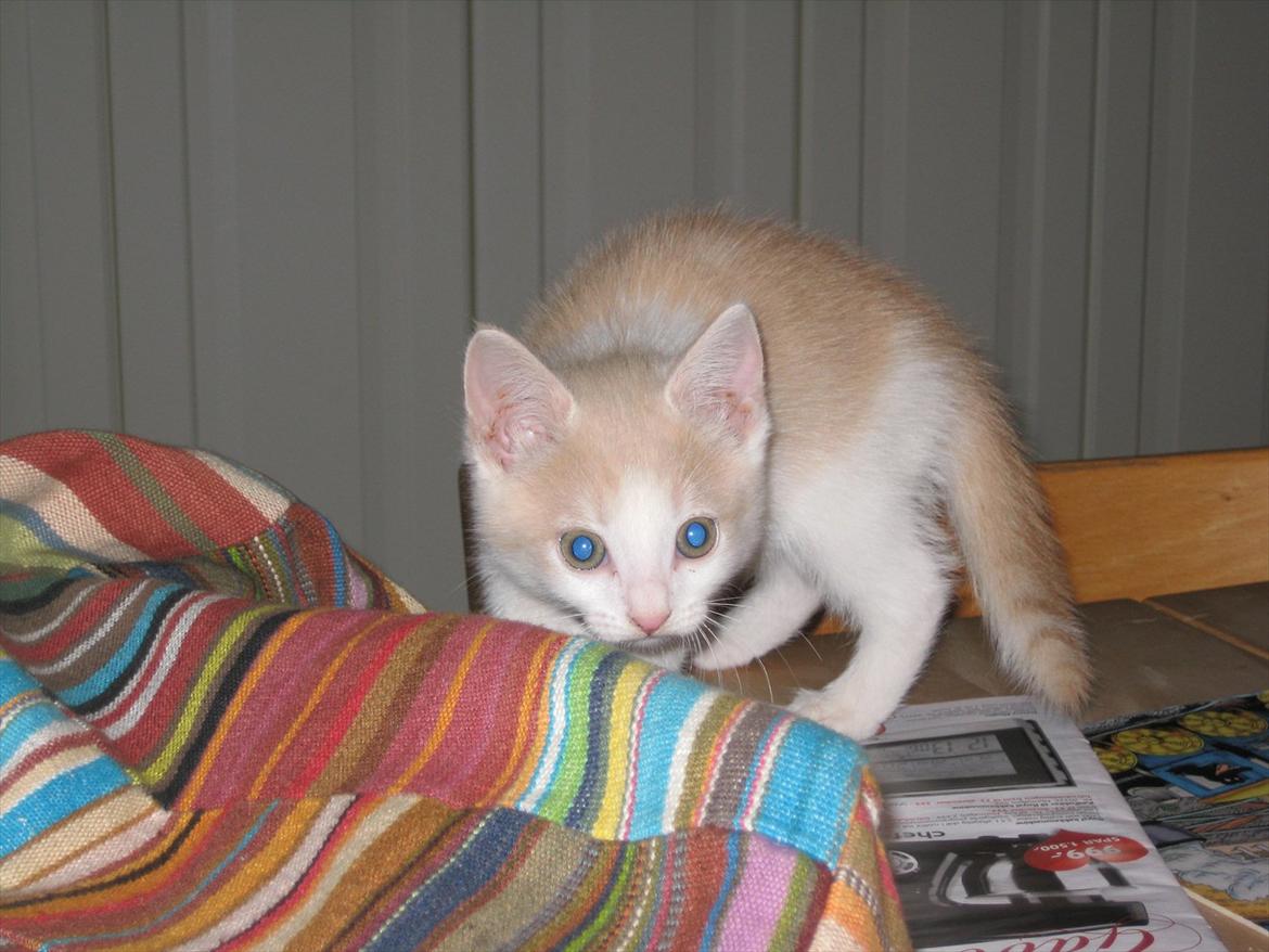 Huskat Maggie billede 13